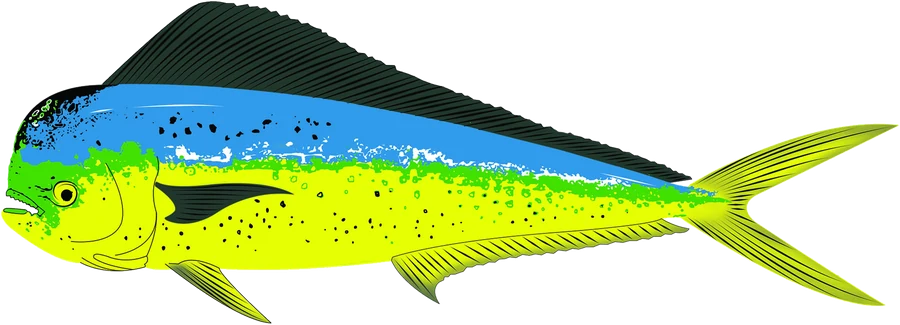 A dorado, the WetGill fish, swimming over depth contour lines below a mountain shoreline